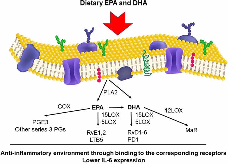 How Omega3 Might Help Prevent Cytokine Storm LewRockwell